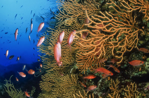 Zauberhafte Unterwasserwelt Kroatien