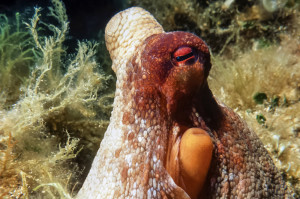Oktopus am Tauchplatz Geierfels